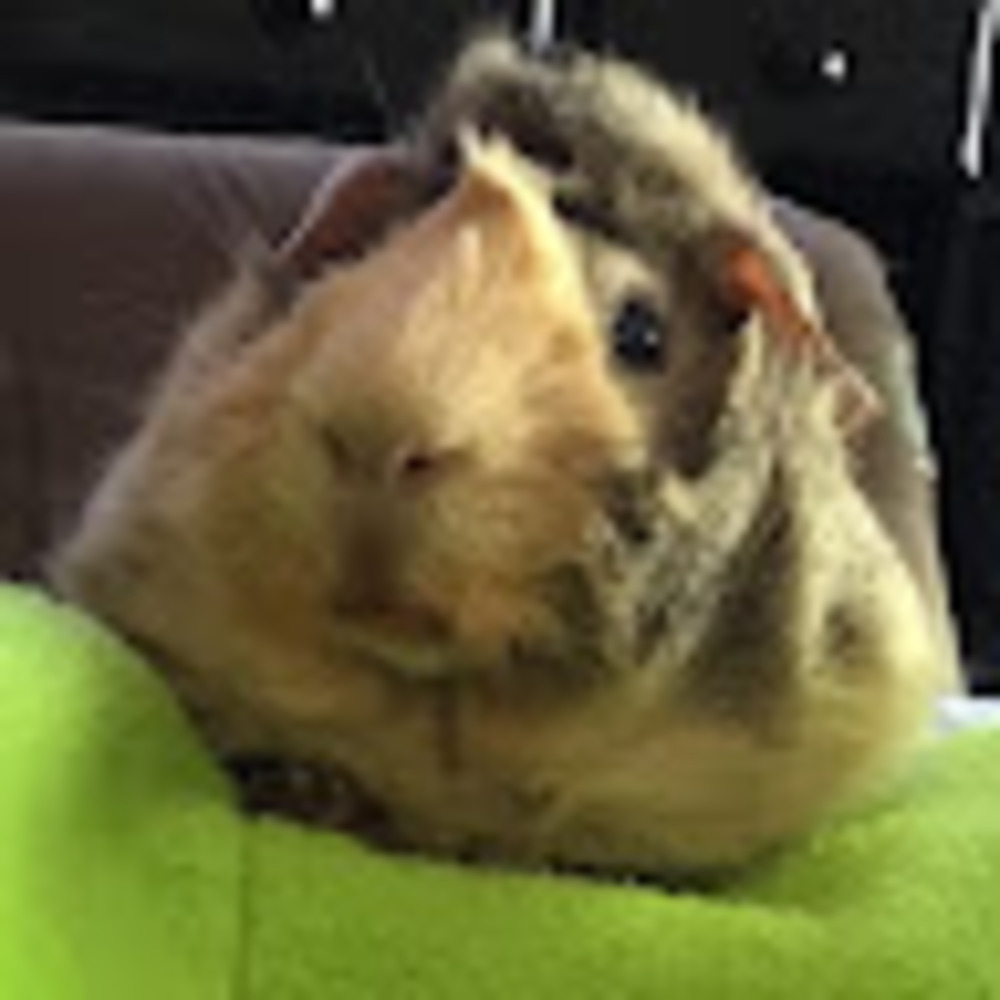 Meet your Posher, Morgan